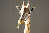 Utah's Hogle Zoo 2014