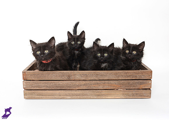 Kittens!