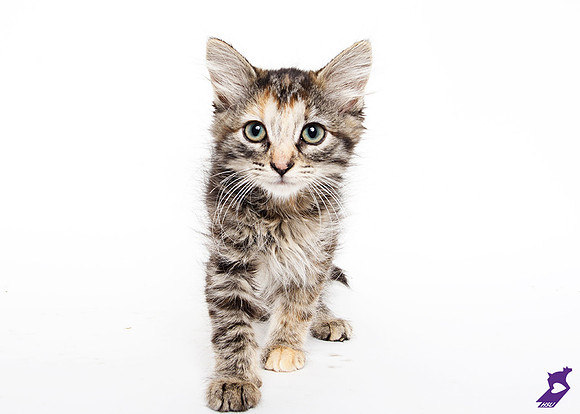 WhiskersA126350