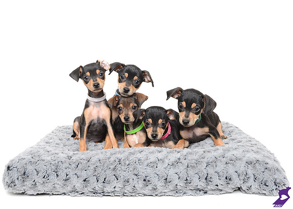 BrownandBlackPuppies