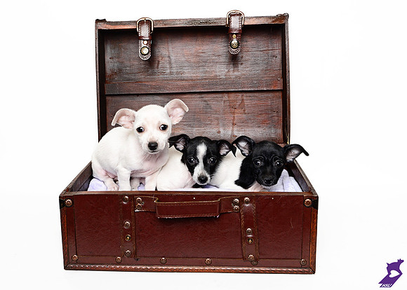 Blackandwhitepuppies_A