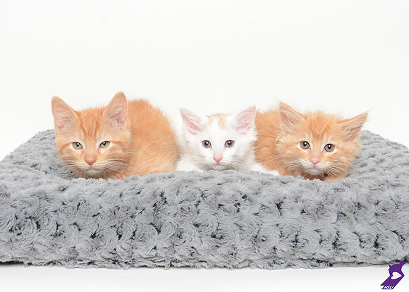 Kittens!