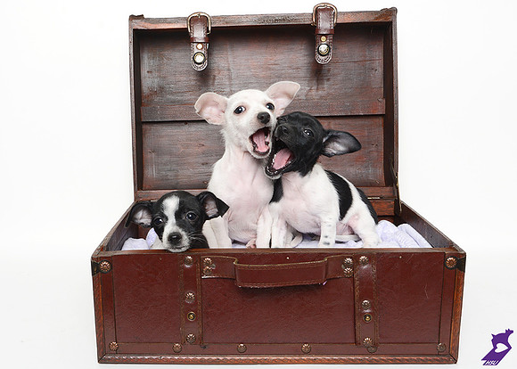 Blackandwhitepuppies