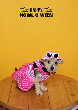 013 - Lola - Just a picture