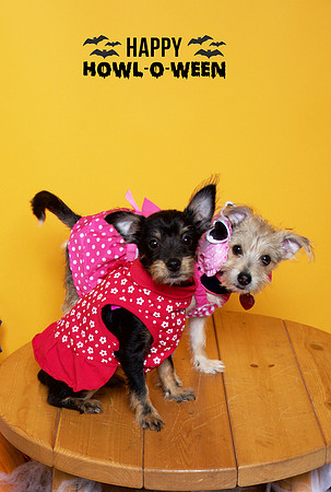 013 - Lola and Charlie - Didn't really have names for their costumes.  Just wanted a pic.