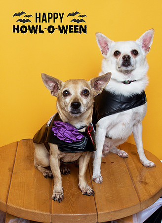 015 - Tonka and Lolipop - Didn't have a name for their costumes