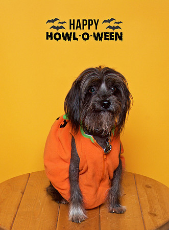 020 - Nim - Pumpkin