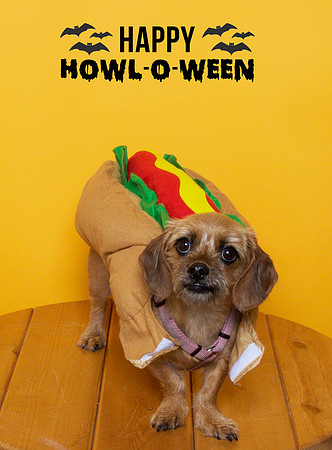 025 - Sadie - Hot Dog
