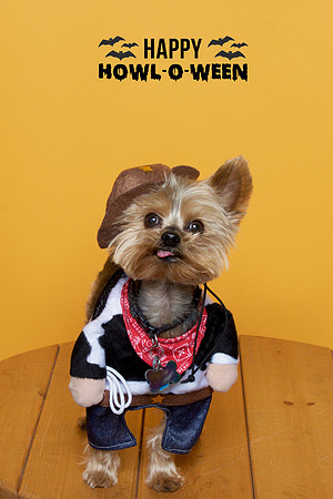 028 - Toby - Cowboy_A