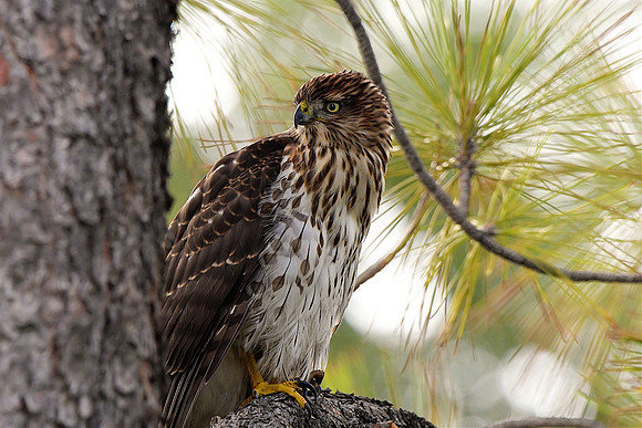 Coopers Hawk 2