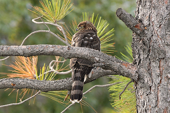 Cooper's hawk