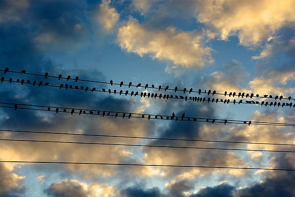 birds