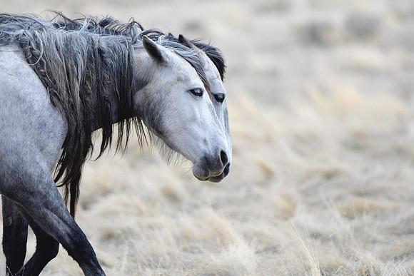 Horses