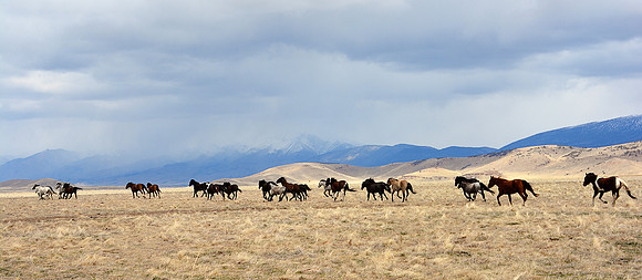 Wild horses