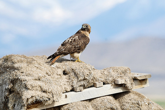 red tailed hawk