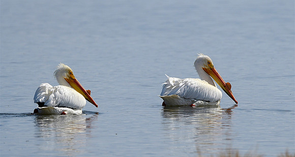Tooele County Pelicans