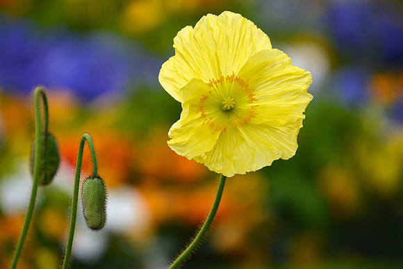 Yellow flower