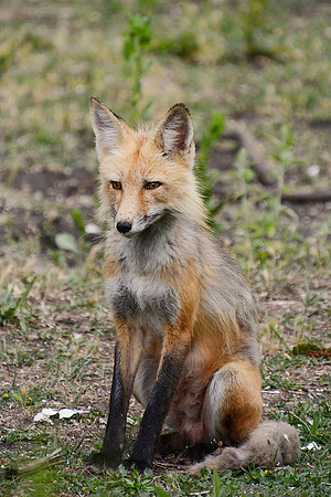 Final fox