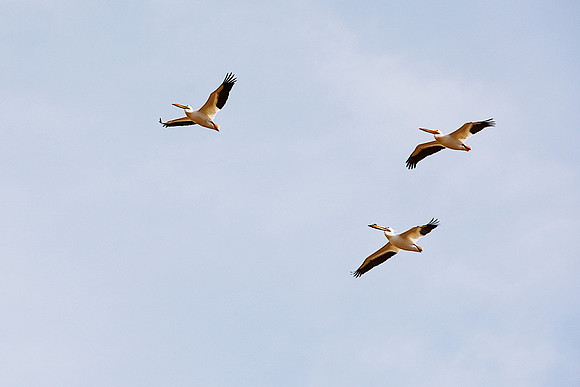 Pelicans #2