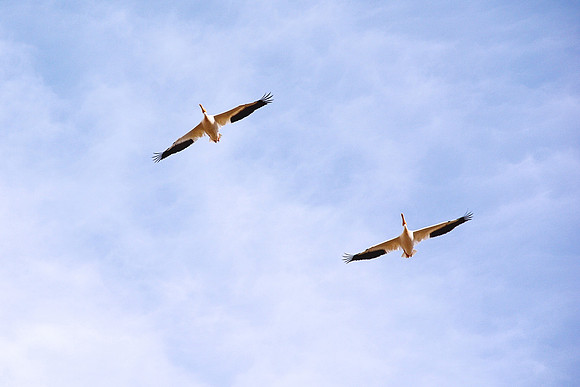 Pelicans