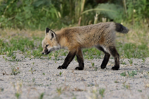 Fox baby
