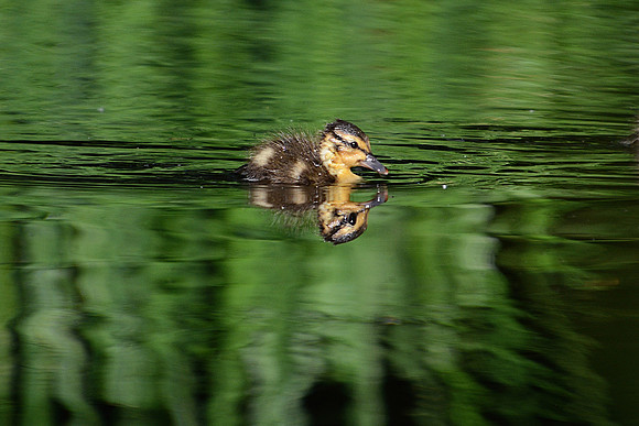 Duck 2