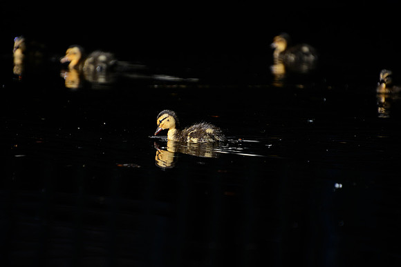 Duck 5