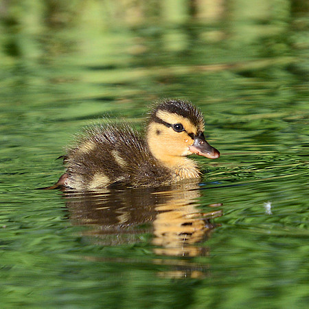 Duck 4