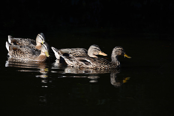 Duck 3