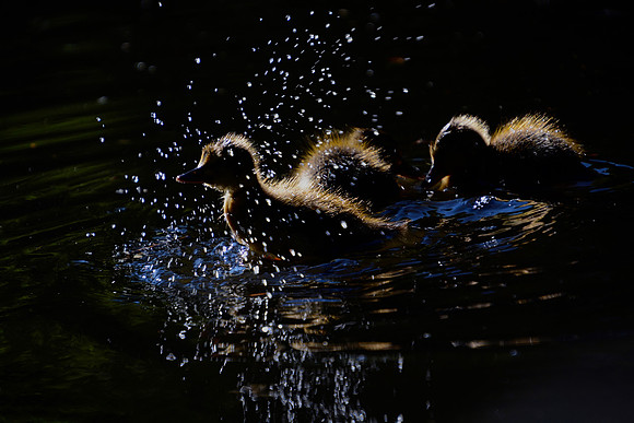 Duck 6
