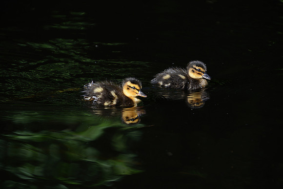 Duck 7
