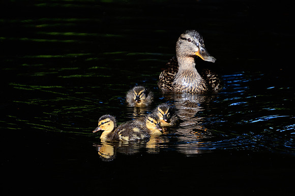 Duck 8