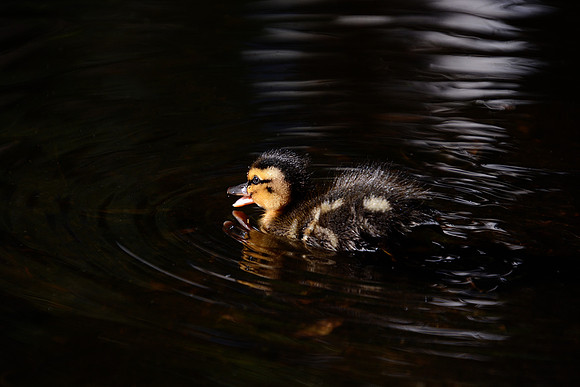 Duck 9