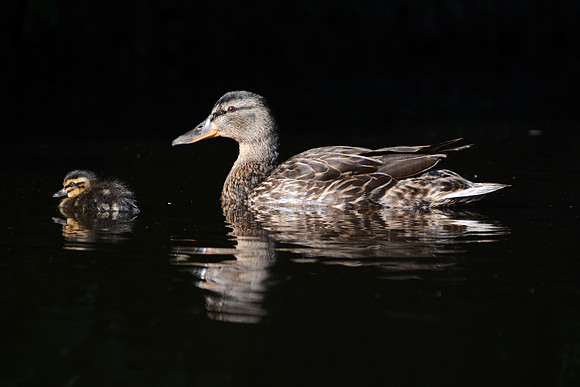 duck1
