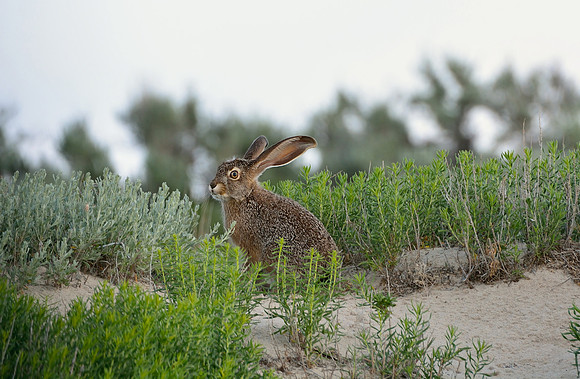 Antelope Island State Park